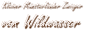 Kleiner Münsterländer Zwinger vom Wildwasser